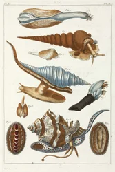 Zeewezens