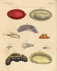 Zeenaaktslakken: Phyllidia varicosa 1,2, Tergipes limacina 3,4, Aeolidia papillosa 5, Scyllaea pelagica 6, Tritonia hombergii 7, Polycera quadrilineata 8, en Platydoris argo 9,10. Handgekleurde kopergravure uit Friedrich Johann Bertuch