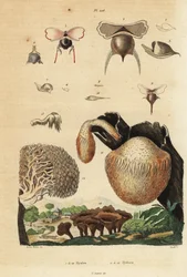 Zeeslakken, Diacavolinia limbata en Diacria trispinosa, en Hydnum-paddenstoelen, stekelige paddenstoel, Hydnum repandum, koraaltandpaddenstoel, Hericium coralloides, enz.