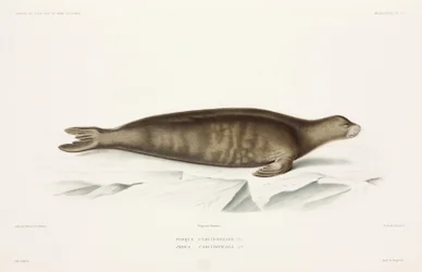 Zeehond