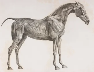 Tweede ontlede laag van een paard, zijaanzicht
