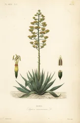 Wachtplant, eeuwplant, maguey of Amerikaanse aloë, Agave americana, agave