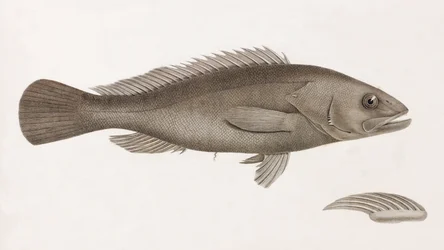 Serran Airain, close-up