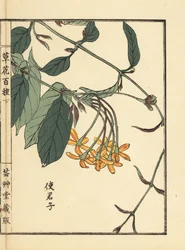 Shikunshi, Chinese kamperfoelie of Rangoon klimplant, Combretum indicum - Kusa Bana Hyakushu (Honderd variëteiten bloemen), Tokyo