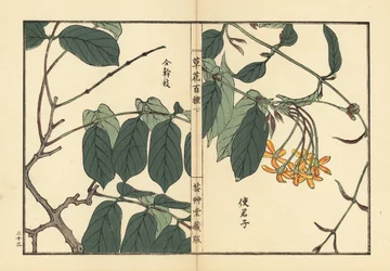 Shikunshi, Chinese kamperfoelie of Rangoon klimplant, Combretum indicum (Quisqualis indica) - Kusa Bana Hyakushu (Honderd variëteiten bloemen), Tokyo