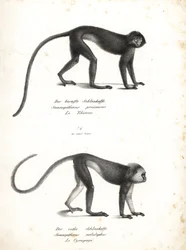 Zilveren lutung, Trachypithecus cristatus (Semnopithecus pruinosus) en Sumatraanse surili, Presbytis melalophos (Semnopithecus melalophos) bedreigd. Lithografie door Karl Joseph Brodtmann uit Heinrich Rudolf Schinz