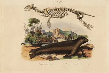 Skelet van de gewone zeehond, Phoca vitulina 1, en Australische zeeleeuw, Neophoca cinerea 2