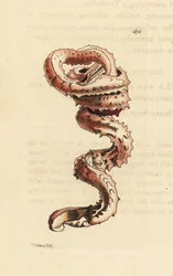 Gespleten wormschelp, Tenagodus anguinus (Muricated serpula, Serpula muricata)