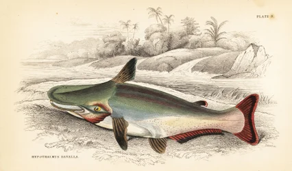 Hellingskop meerval, Ageneiosus inermis (Dawalla van de Arawaaks, Hypothalmus davalla). Handgekleurde staalgravure door W.H. Lizars naar een illustratie van James Stewart uit Robert Schomburg