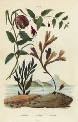 Kievitsbloem, Fritillaria meleagris 1, kolibriefuchsia, Fuchsia magellanica 2, getande wrak, Fucus serratus 3 en Fucus siliqueux 4