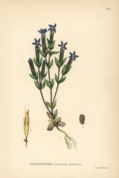 Sneeuwgentiaan, Gentiana nivalis