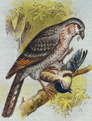 Mus. Gravure in "Alfabet van mijn kleine meisje". Bernardin-Bechet en Fils, boekhandel-uitgevers, Parijs, circa 1895.