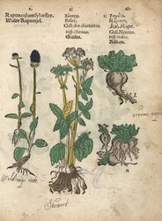 Spitse rapunzel, Phyteuma spicatum, suikerwortel, Sium sisarum, en raap, Brassica rapa