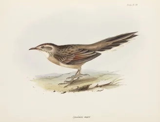 Stekelstaart, Zuid-Amerika, ca. 1832-1836