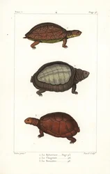 Gevlekte pootschildpad, Rhinoclemmys punctularia 1, Indiase flapshell schildpad, Lyssemys punctata 2, en Noord-Afrikaanse helm schildpad, Pelomedusa subrufa olivacea. Handgekleurde kopergravure door David naar een illustratie door Jean-Gabriel Pretre uit B
