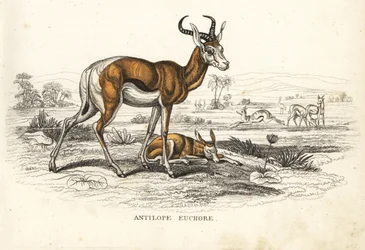 Springbok, Antidorcas marsupialis (Antilope euchore). Handgekleurde lithografie uit Georg Friedrich Treitschke