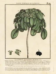 Sporkehout, Daphne laureola