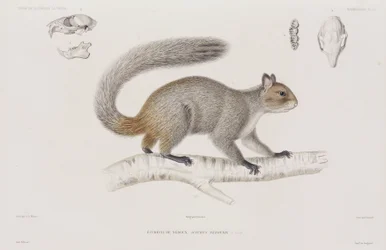 Eekhoorn