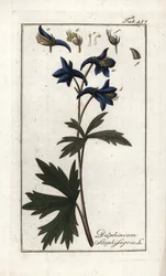 Staphisegar of kruid met luizen, jichtgras of wilde druif (Delphinium staphisagria). Lithografie uit “Afbeelding der Artseny-Gewassen” door Johannes Zorn (1739-1799), Nederland