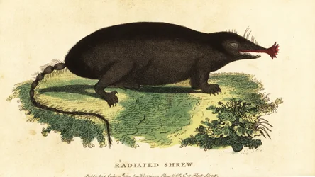 Sterneusmol, Condylura cristata, 1800 (gravure)