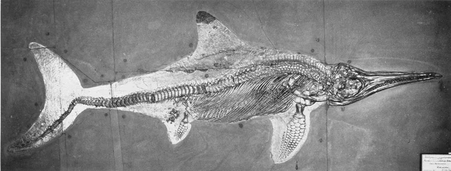 Stenopterygius megacephalus (de Oxford Ichthyosaurus) gevonden nabij Stuttgart, Duitsland, Boven Lias Periode