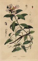 Stok insect, Proscopia granulata, en Victoriaanse kerststruik, Prostanthera lasianthos
