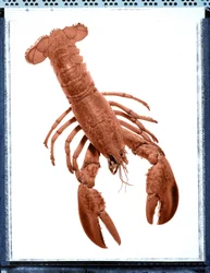 Stilleven van kreeft