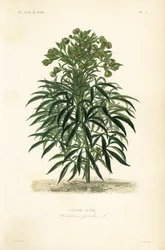 Stinkend nieskruid, Helleborus foetidus