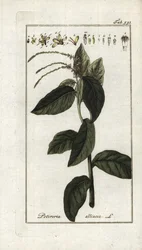 Stinkende verbena of knoflookliana (Petiveria alliacea). Lithografie uit “Afbeelding der Artseny-Gewassen” door Johannes Zorn (1739-1799), Nederland