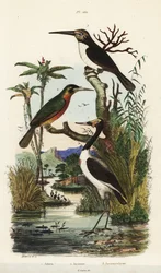 Ooievaar, Jabiru mycteria, roeststaartjacamar, Galbula ruficauda en drieteenjacamar, Jacamaralcyon tridactyla