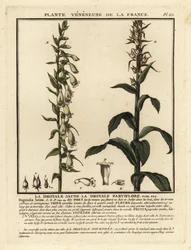 Gele vingerhoedskruid, Digitalis lutea