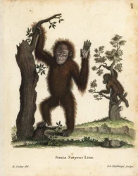 Sumatraanse orang-oetan, Pongo abelii. Kritiek bedreigd. Handgekleurde kopergravure naar een illustratie door R. Oakes uit Johann Christian Daniel Schreber
