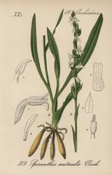 Zomer spiranth - Zomer vrouwentranen, Spiranthes aestivalis. Handgekleurde lithografie uit Diederich von Schlechtendal