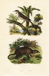 Honingzuiger en stokstaartje, 1834-1839