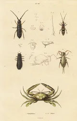 Zwemkrab en springstaarten