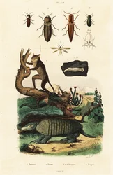 Tarsier, gordeldier en kevers (gravure)