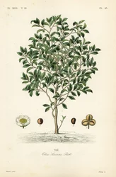 Theeboom of theeplant, Camellia sinensis, Thea sinensis, the