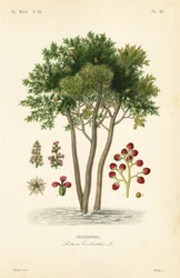 Terebint of terpentijnboom, Pistacia terebinthus