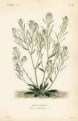 Zandraket, muuroor of arabidopsis, Arabidopsis thaliana, Arabis thaliana, Arabette rameuse