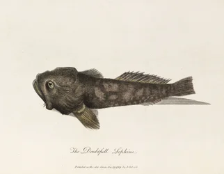 De Twijfelachtige Lophius
