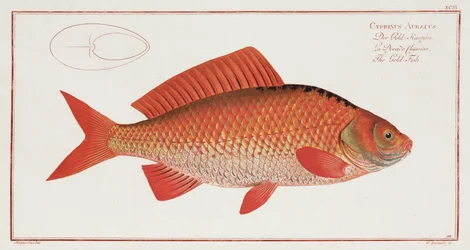 De Goudvis