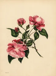 De altijd bloeiende roos, Altijd nieuwe schoonheid