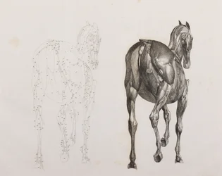 Derde ontlede laag van een paard, achteraanzicht