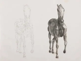 Derde ontlede laag van een paard, vooraanzicht