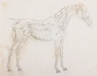 Derde ontlede laag van een paard, zijaanzicht