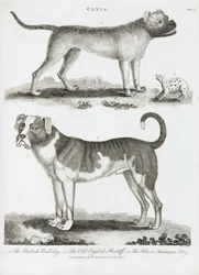 Drie soorten honden
