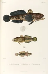 Drie soorten grondels, Zwarte Zee
