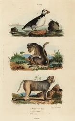 Toque makaak, Macaca sinica, bedreigd, resusaap, Macaca mulatta, en papegaaiduiker, Aethia psittacula