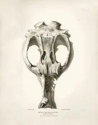 Toxodon Crane, een prehistorisch dier gevonden door Charles Darwin nabij Montevideo, Uruguay tijdens zijn ontdekkingsreis aan boord van de Beagle. The Zoology of the voyage of H.M.S. Beagle onder het bevel van kapitein Fitzroy tijdens de jaren 1832 tot 183