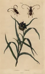 Trachyderes succinctus 1, Trachyderes mandibularis 2, en Virginia dagbloem, Tradescantia virginiana 3